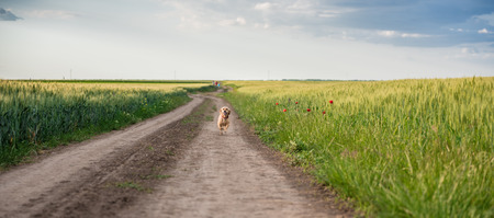 Small yellow dog running down rural dirt roadの写真素材