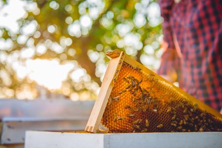 Close up photo of hive frame with beesの写真素材