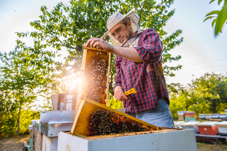 Beekeeper checking his honey bees and beehivesの写真素材