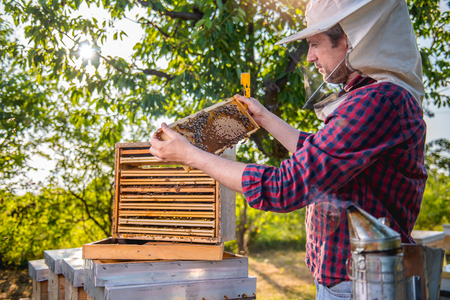 Beekeeper checking his honey bees and beehivesの写真素材