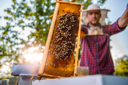 Beekeeper checking his honey bees and beehivesのeditorial素材