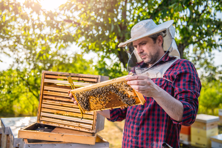 Beekeeper checking his honey bees and beehivesの写真素材