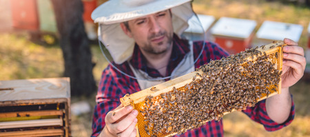 Beekeeper checking his honey bees and beehivesの写真素材