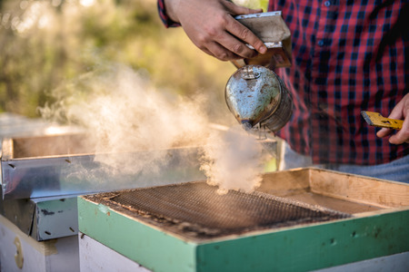 Beekeeper smoking beehives with smoke potの写真素材