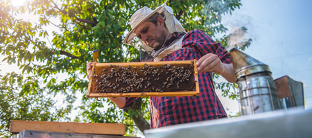 Beekeeper checking his honey bees and beehives
