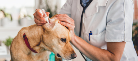 Young female veterinarian cleaning dog ears at the veterinarian clinicの写真素材