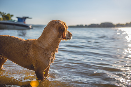 Small yellow dog standing on the beach by the waterの写真素材