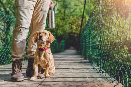 Hiker with small yellow dog standing on the wooden suspension bridgeの写真素材
