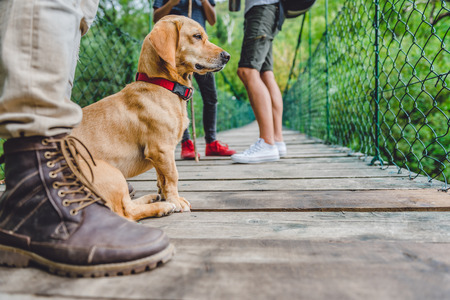 Small yellow dog with his owners sitting on the wooden suspension bridge and looking at distanceの写真素材