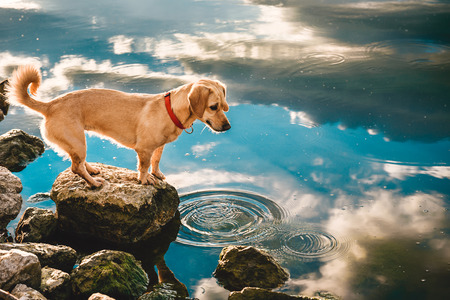 Small yellow dog standing on the rock by the waterの写真素材