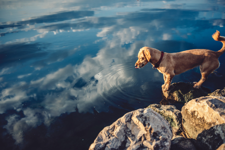 Small yellow dog standing on the rock by the waterの写真素材