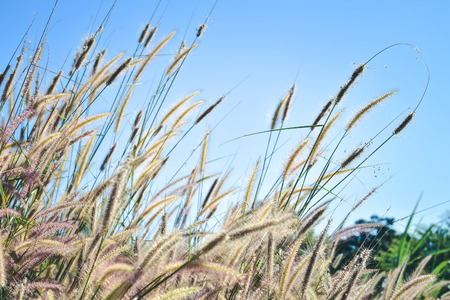 dune grass in the wind at a sunny afternoon in summer