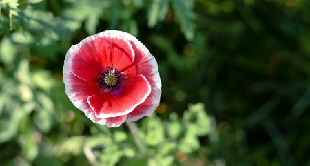 Opium Poppy in Chiang Mai , Thailandの写真素材