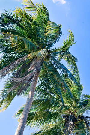 A group of coconut tree tops with sky and cloudsの写真素材