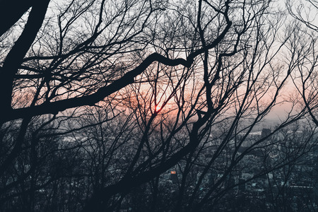 Sunrise in a forest. Light in the darknessの写真素材