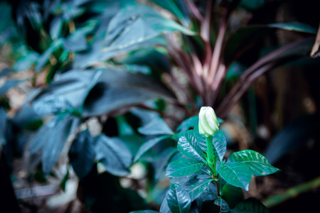 flower background of white gardenia flowersの写真素材