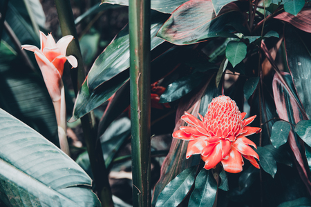 Bromeliads flower on summerの写真素材