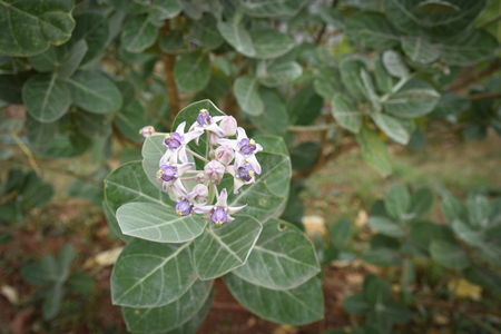 Calotropis gigantea, purple flowersの写真素材