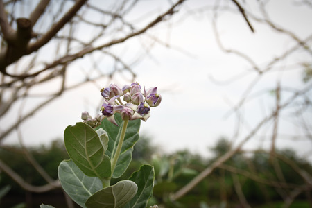 Calotropis gigantea, purple flowersの写真素材