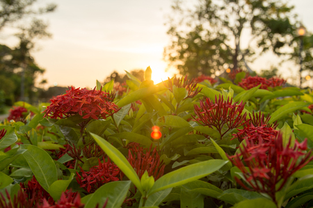 Amazing nature of red flower under sunlight in the middle of summer or spring day landscape.の写真素材
