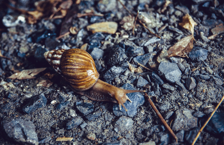 Snail crossing the road.の写真素材