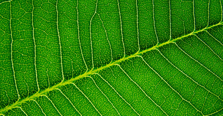 Close up green leaf texture background.