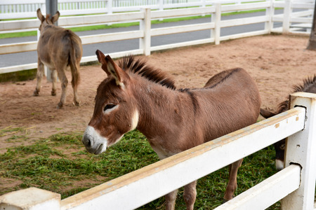 Wild pony with foal