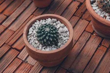 Cereus hexagonus Cuctasの写真素材