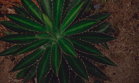 Green cactus, a small fantastic plant that growing in a desert.の写真素材
