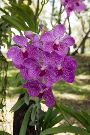 Beautiful bouquet purple orchids flower on tree.の写真素材