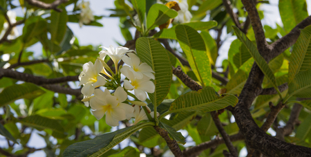 White plumeria flowers with blur leaves backgroundの写真素材