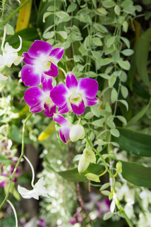 Beautiful bouquet purple orchids flower on tree.の写真素材