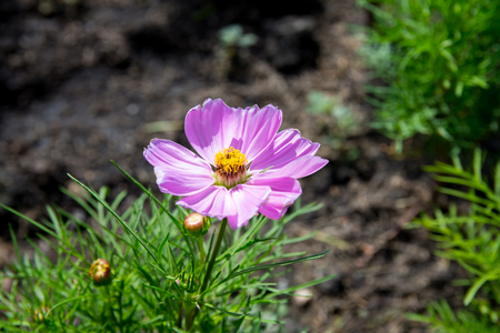 The blossoming galsang flowers closeupの写真素材
