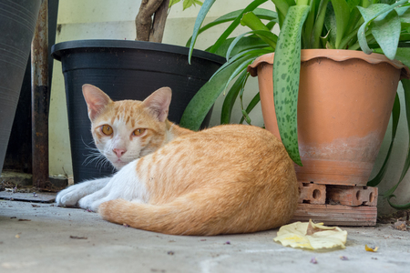 Portrait of a white and brown cat on the floor.の写真素材