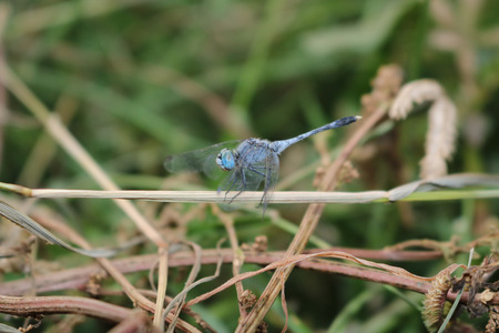 Blue dragonflyの写真素材