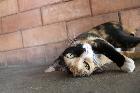 Cat in front of the wallの写真素材