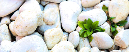 One Greeb weedのeditorial素材