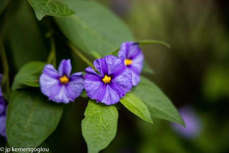 purple flowersのeditorial素材