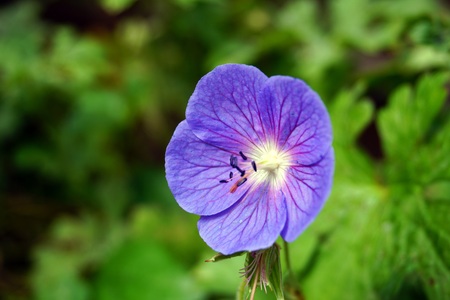 Purple flower close upの写真素材