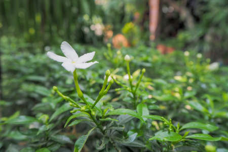 Woman wearing a yellow hat with Thai food on the waterfront atmosphereの写真素材