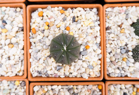 Potted cactus plants that are lined up.