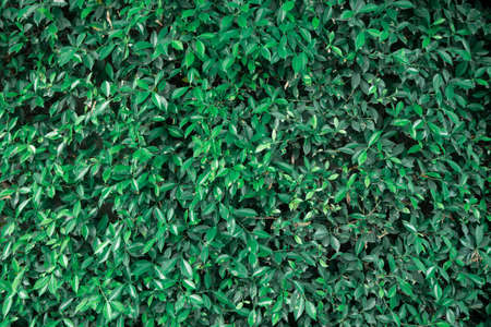 Small green leaves background image