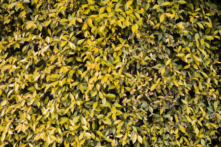 Green and yellow leaf background image