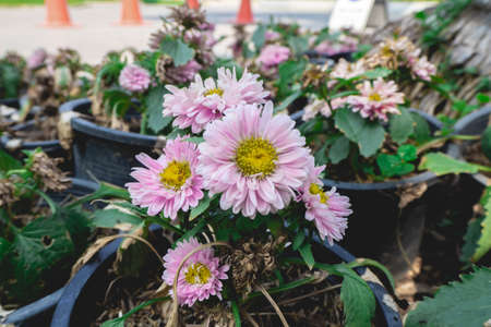 Flowers with pink leaves and pots
