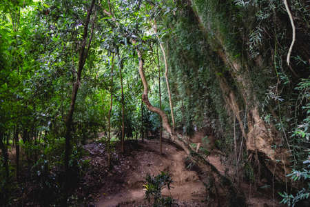 Forest near Mon Village, Kanchanaburi Province, Thailand