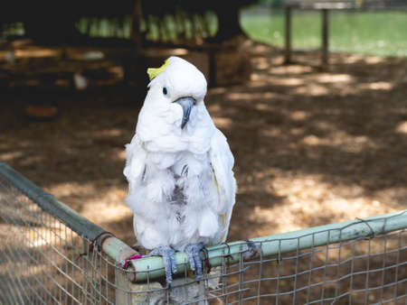 A white parrot perched on a fenceの写真素材