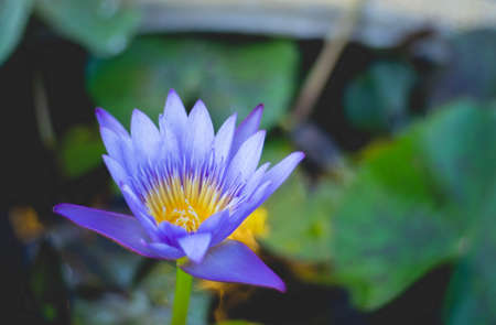 Lotus and lotus leaves in the water basin