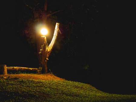 Bulbs and lights with natureの写真素材