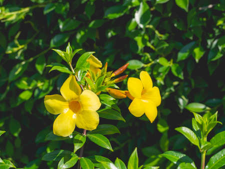 Yellow flowers and green bushesの写真素材