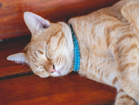 An orange cat wearing a blue collar is sleeping.の写真素材